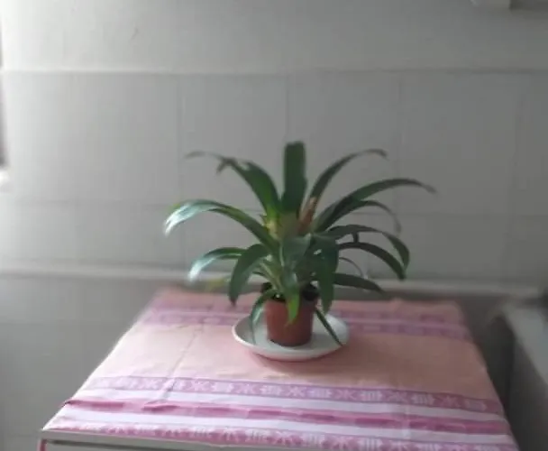 Malomtavi Vendeghaz *